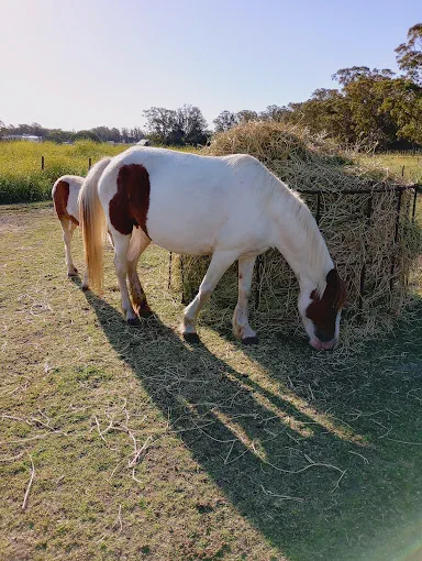 Lo de Charly Alquiler de Caballos